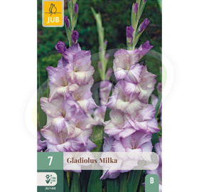 LUKOVICE GLADIOLE